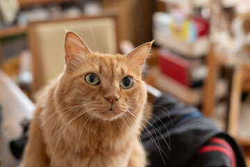 見つめる可愛い猫　茶トラ猫