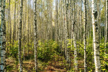 Obraz premium Birch forest and grove in summer sunlight. Nature, forest landscape