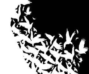 White birds on a black background texture