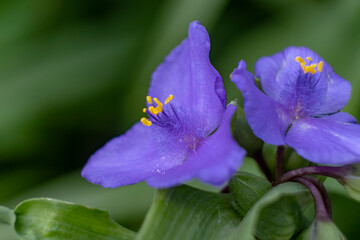 blue spiderwort flower in bloom