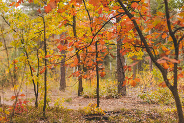autumn in the forest