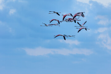 Common flamingo (Phoenicopterus roseus), flying in the Ebro Delta, Tarragona, Spain