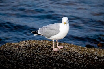 Fototapeta premium Seagull on Rocky Shore