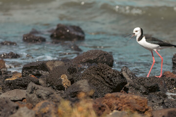 Black stilt and her chick