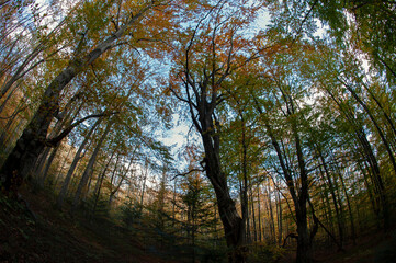 Obraz premium Beautiful autumn landscape. Travel, hiking, freedom, active lifestyle. Autumn in the forest.