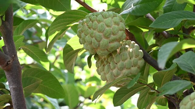 Annona squamosa or sugar-apples, Custard apple, Sharifa, Sitaphal, Sitapalam or sweetsops fruits on a tree