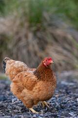 chicken on the farm