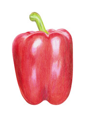 Bell pepper plant hand drawn illustration. Colorful pencils realistic drawing. Organic, natural plant clipart