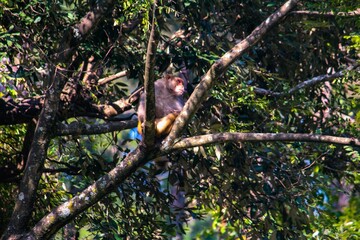 Fototapeta premium Monkey on a tree branch