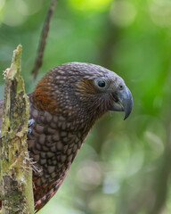 Obraz premium New Zealand Kaka parrot on a tree