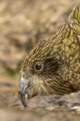 New Zealand Kea parrot on a tree
