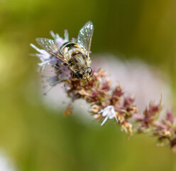 Nature's Pollinator: The Bee at Work