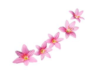 Curcuma flowers isolated on white background.