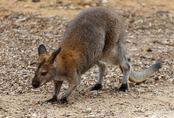 A kangaroo is walking on the ground
