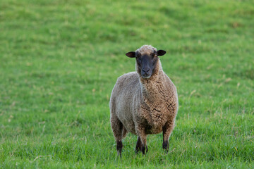 sheep in a meadow