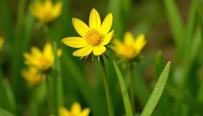 Obraz premium Bright yellow flowers blooming in a field