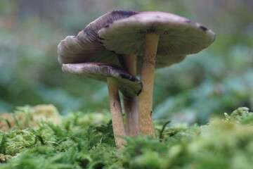 Der Herbst in unseren Wäldern Pilze,Nebel,Regen.