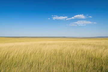Obraz premium A serene landscape featuring tall grass under a clear blue sky with a few clouds.