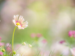 秋の公園や花壇を彩るコスモスのある風景。背景。自然風景素材。