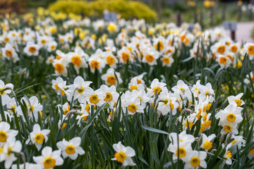 Obraz premium a bunch of white and yellow daffodils in the garden