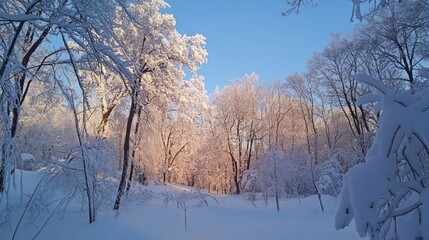 A beautiful snow-covered forest under a clear blue winter sky.