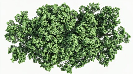 Green tree cut out on white background.
