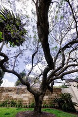 Majestic Jacaranda Tree in Full Bloom