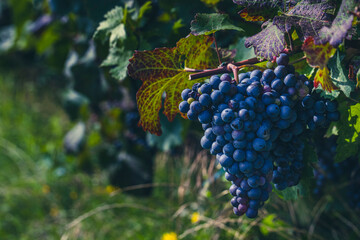 blue merlot grapes in green vineyard