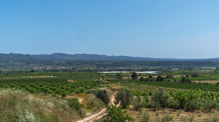 Naklejka premium A scenic view of a fertile valley in Catalonia, with vineyards and olive groves stretching across the landscape. The distant hills and mountains provide a stunning backdrop under a clear blue sky.