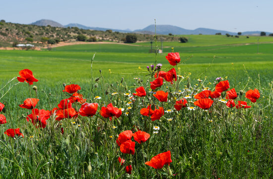 Bright red poppies and white daisies in a lush green field, set against a backdrop of rolling hills under a clear blue sky. Picturesque scene the serene beauty of the Spanish countryside in spring.