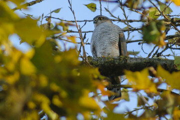 owl on branch