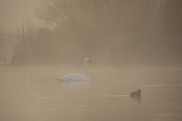 swans on the lake