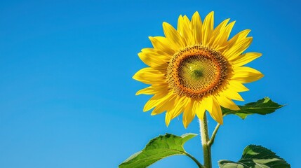 Obraz premium An isolated image of a sunflower against a clear blue sky, showcasing its vibrant yellow