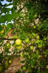 Green apples on a tree branch in a garden.