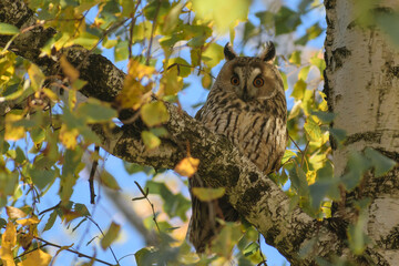 owl on tree