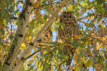 great horned owl in tree