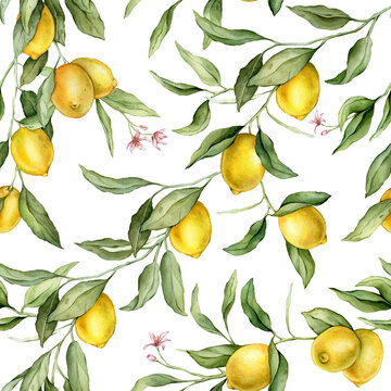 Seamless pattern with watercolor illustration of Lemon or Lime with pink flowers. Hand painted print with lemon branche with green leaves on isolated. Citrus food for wrapping paper or textile design.