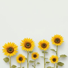Obraz premium Sunflower field with individual blooms isolated for detail