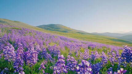 Fototapeta premium A scenic view of a hillside covered in wild purple flowers, celebrating nature's beauty