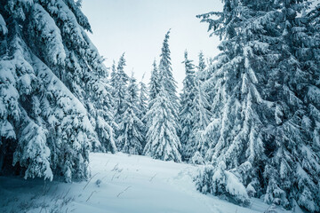Harsh winter weather and mystical snowy coniferous forest on a frosty gloomy day. Photo wallpapers.