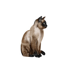 cat watercolor, Siamese, clipart, isolated on a white background