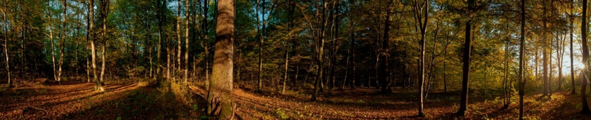 Obraz premium Panoramic nature landscape, soft pastel colors, dream nature, sunset autumn background, peaceful amazing nature panorama