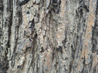bark of a tree