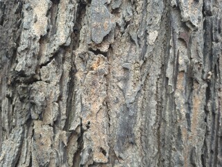 Obraz premium bark of a tree