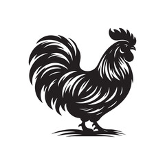 Chicken Illustration - Detailed Vector Line Art on White.