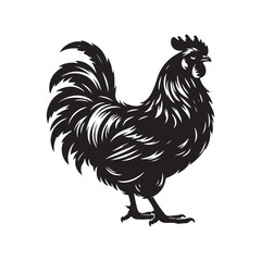 Chicken Illustration - Detailed Vector Line Art on White.