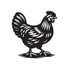 Outline Drawing of Chicken - Vector Style on White Background.
