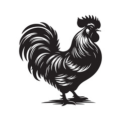 Chicken Line Art - Realistic Vector Outline on White.