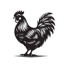 Chicken Line Art - Realistic Vector Outline on White.