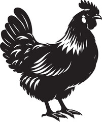 Detailed Chicken Vector Drawing - Outline on White Background.